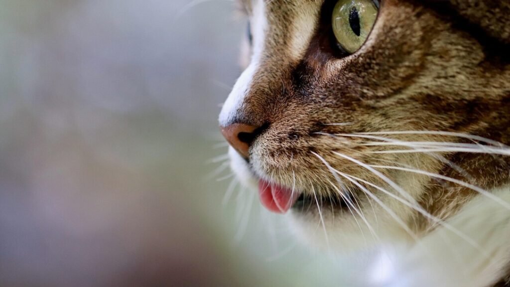 Ägarbyte katt blankett – ladda ner som PDF gratis